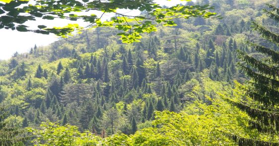 Improvement of forest management in Serbia as a contribution to climate change adaptation and mitigation